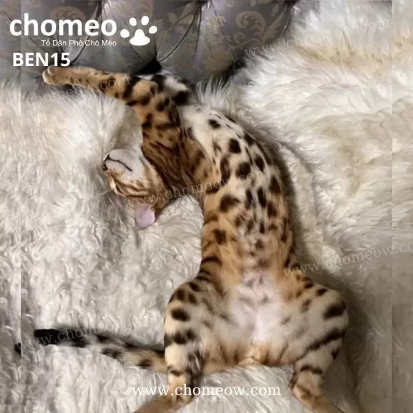 Mèo Bengal Màu Brown Cái BEN15