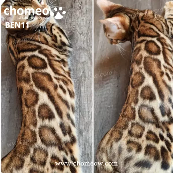 Mèo Bengal Vằn Hổ Màu Nâu Cái BEN11