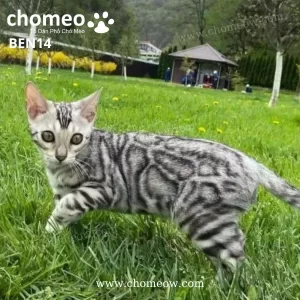 Mèo Bengal Xám Silver Cái BEN14