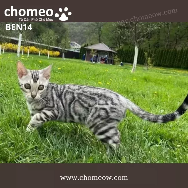 Mèo Bengal Xám Silver Cái BEN14