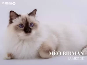 Mèo Birman là mèo gì