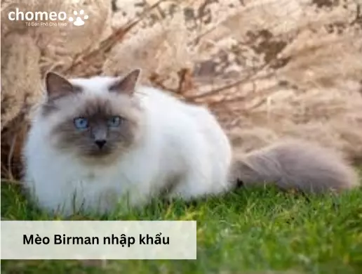 Mèo Birman nhập khẩu