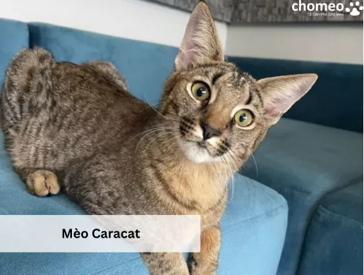 Mèo Caracat