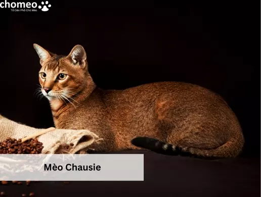 Mèo Chausie