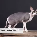 Mèo Cornish Rex