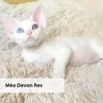 Mèo Devon Rex