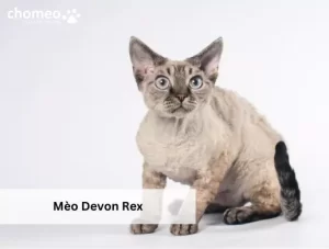 Mèo Devon Rex