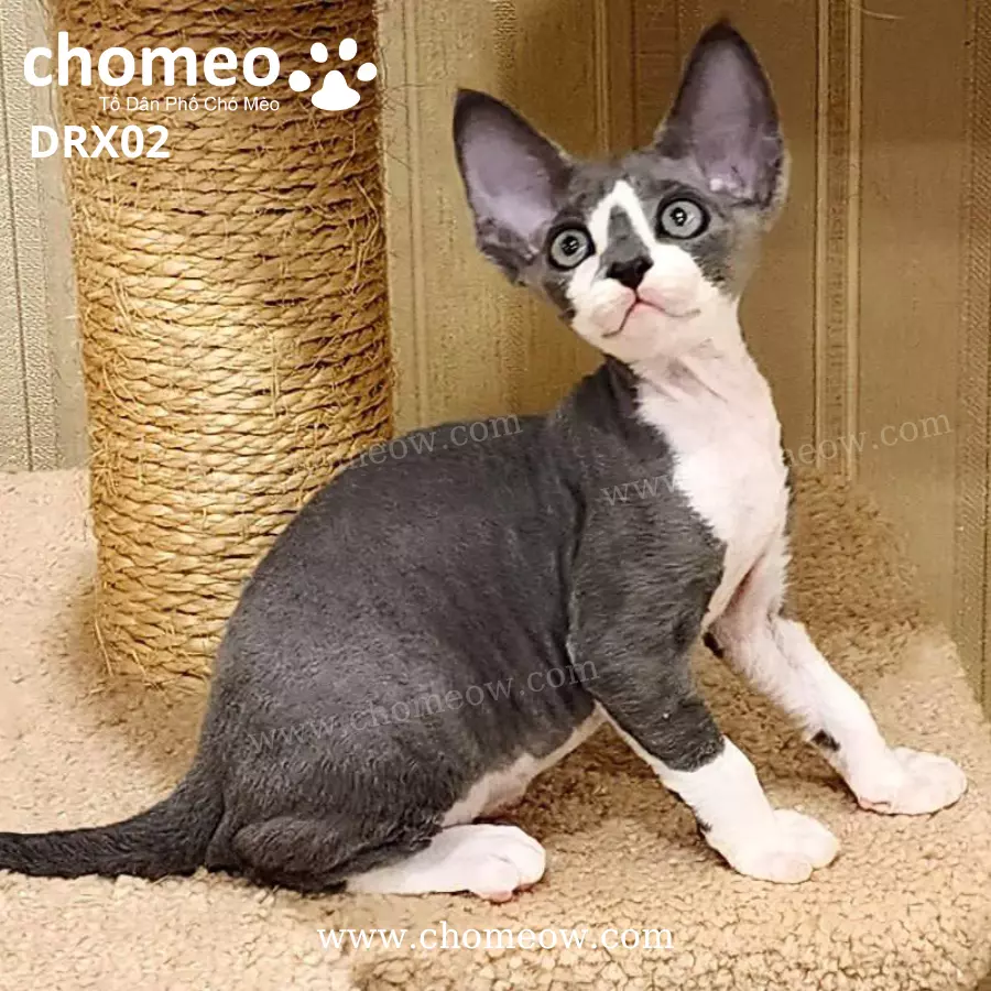 Mèo Devon Rex Bicolor Đực DRX02 (2)