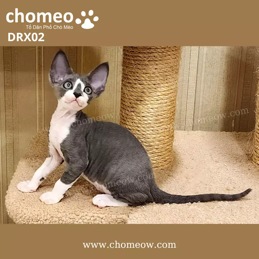 Mèo Devon Rex Bicolor Đực DRX02 (3)