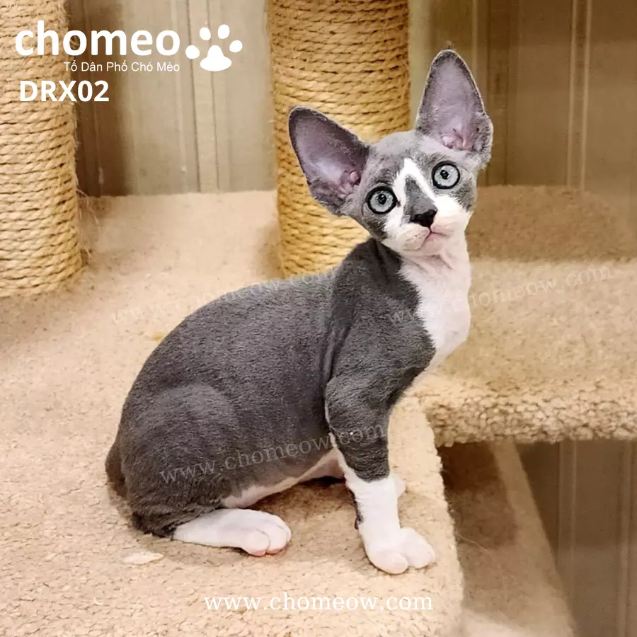 Mèo Devon Rex Bicolor Đực DRX02 (4)