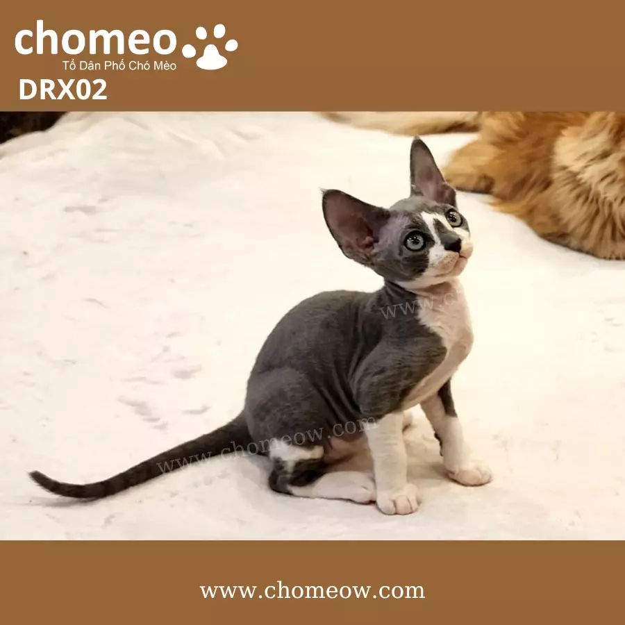 Mèo Devon Rex Bicolor Đực DRX02