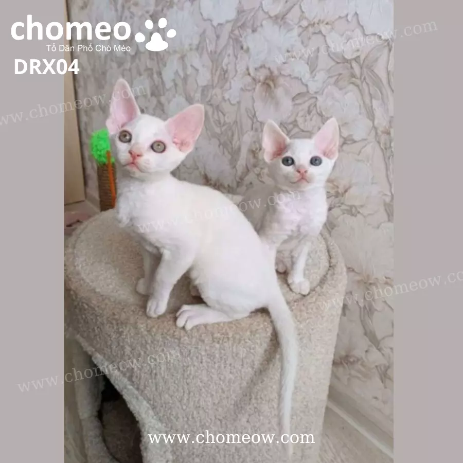 Mèo Devon Rex Lông Trắng Đực DRX04 (2)