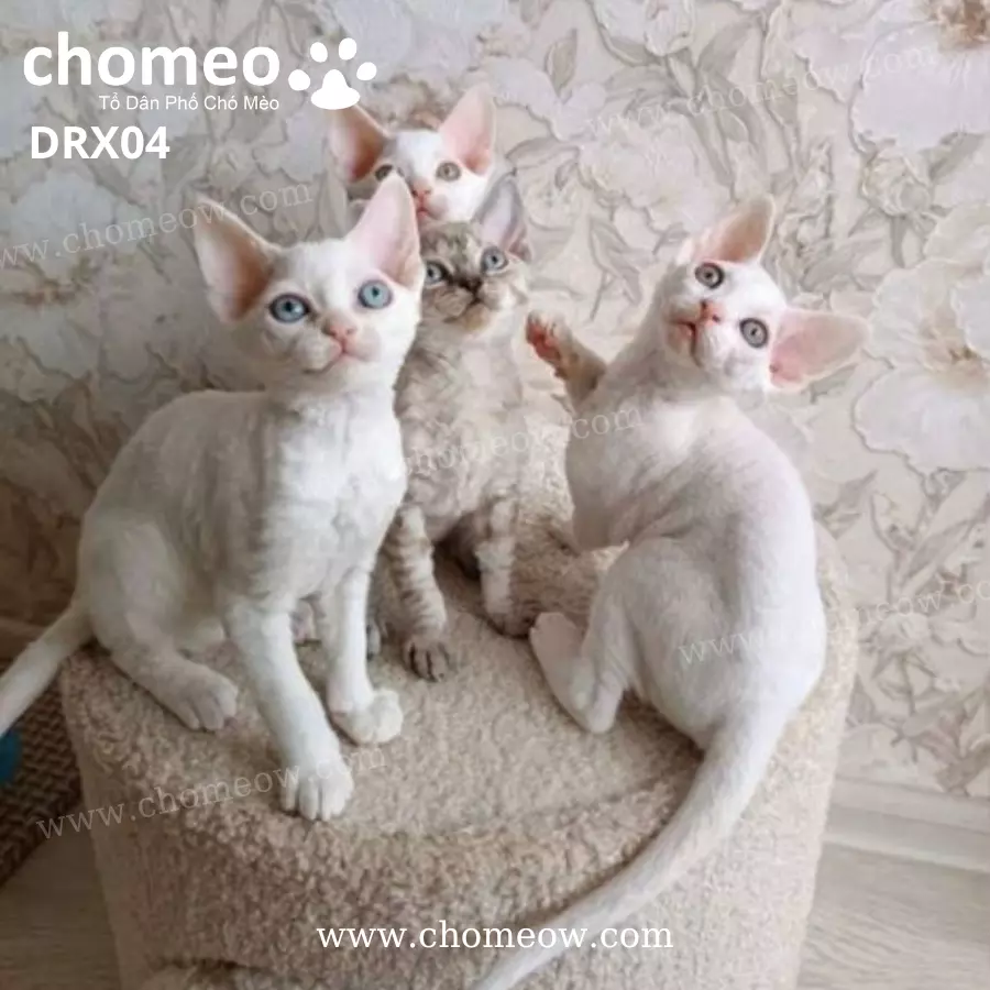 Mèo Devon Rex Lông Trắng Đực DRX04 (3)