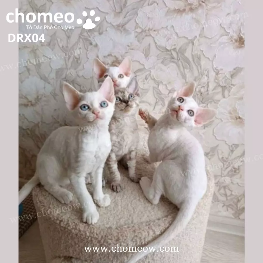 Mèo Devon Rex Lông Trắng Đực DRX04 (4)