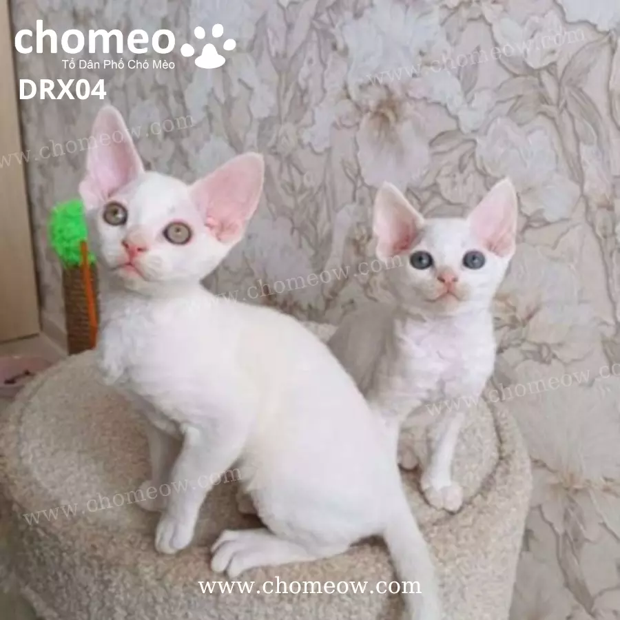 Mèo Devon Rex Lông Trắng Đực DRX04