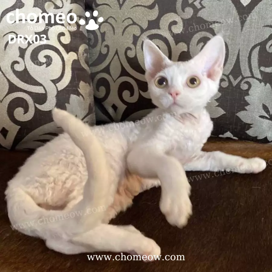 Mèo Devon Rex Màu Trắng Cái DRX03 (2)