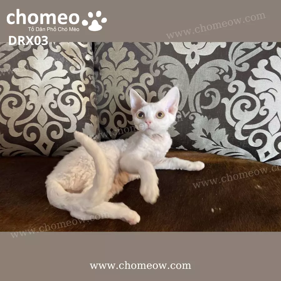 Mèo Devon Rex Màu Trắng Cái DRX03 (3)