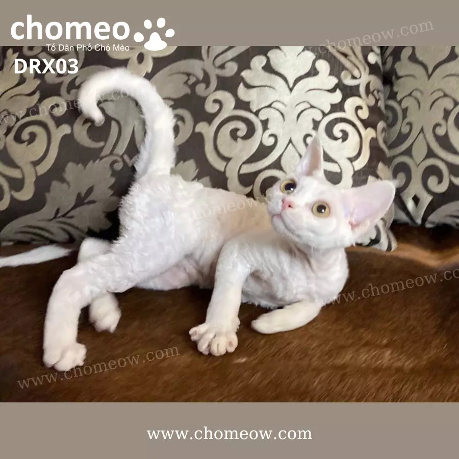 Mèo Devon Rex Màu Trắng Cái DRX03