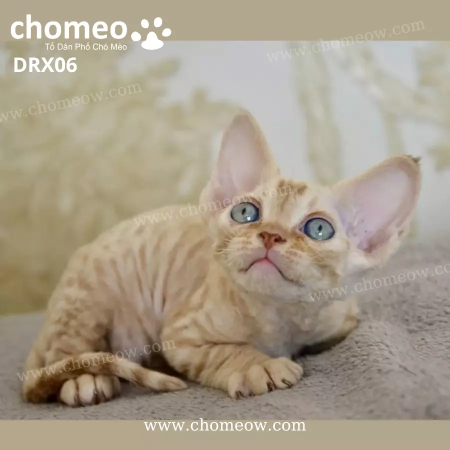 Mèo Devon Rex Red Tabby Đực DRX06 (2)