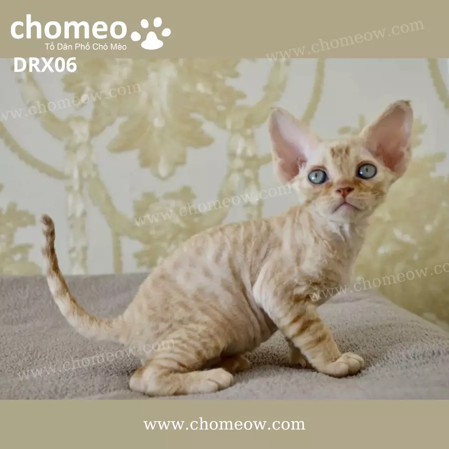 Mèo Devon Rex Red Tabby Đực DRX06 (3)