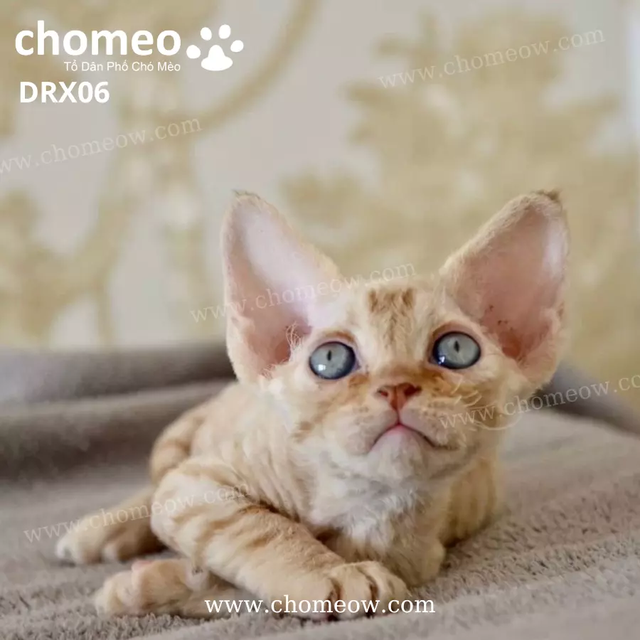 Mèo Devon Rex Red Tabby Đực DRX06