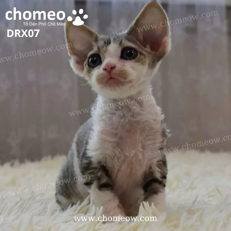 Mèo Devon Rex Tabby Đực DRX07 (2)