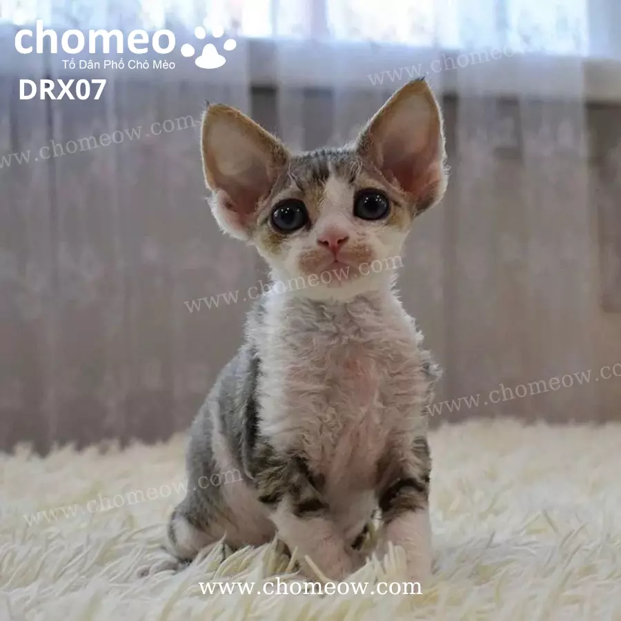 Mèo Devon Rex Tabby Đực DRX07 (3)