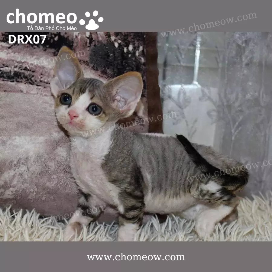 Mèo Devon Rex Tabby Đực DRX07