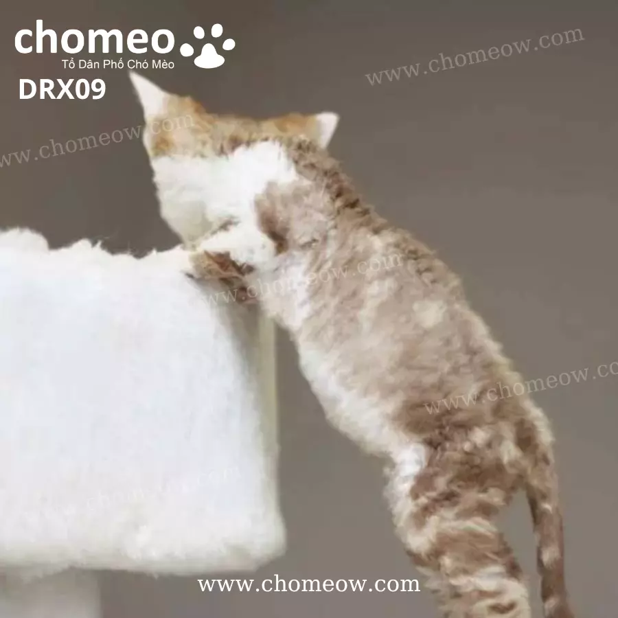 Mèo Devon Rex Tabby Đực DRX09 (2)