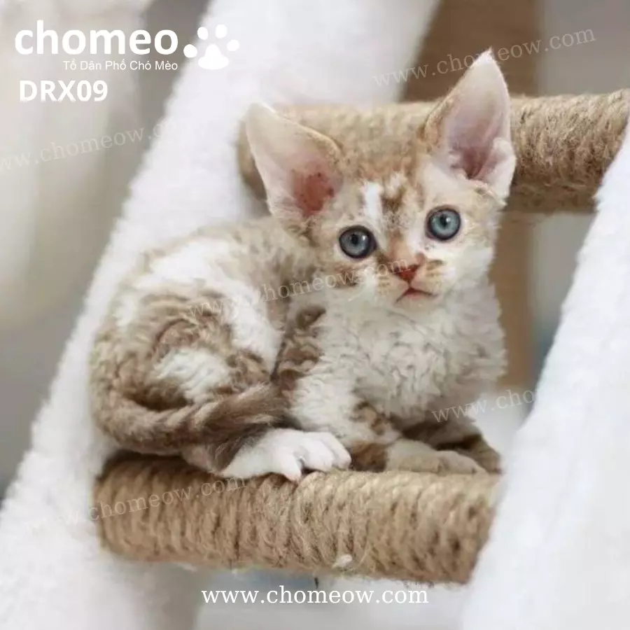 Mèo Devon Rex Tabby Đực DRX09 (3)