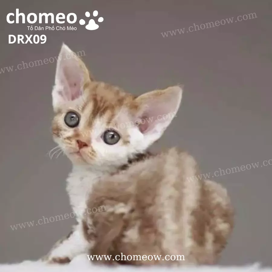 Mèo Devon Rex Tabby Đực DRX09