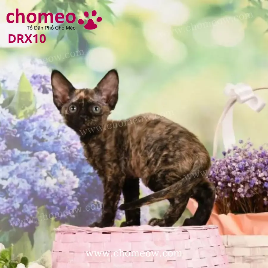 Mèo Devon Rex Tortoiseshell Cái DRX10 (4)