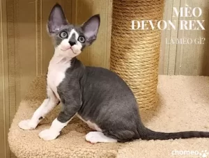 Mèo Devon Rex là mèo gì