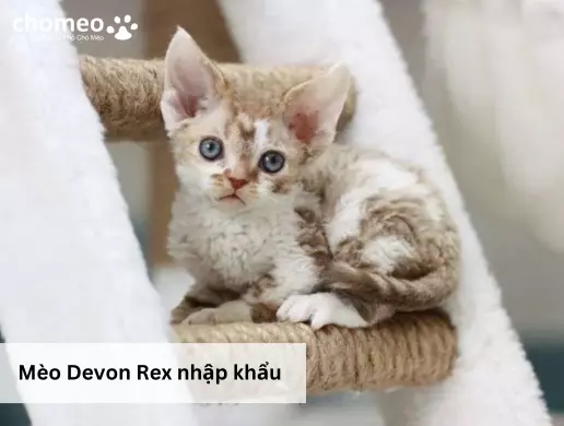 Mèo Devon Rex nhập khẩu