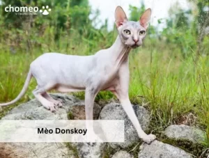 Mèo Donskoy
