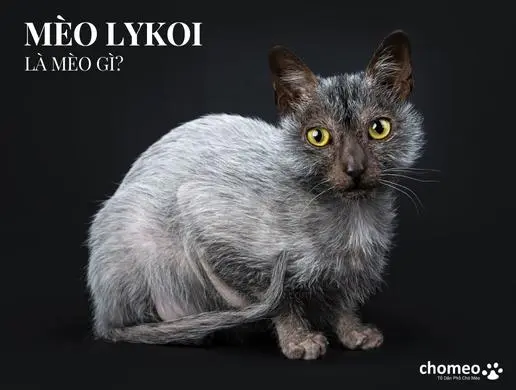 Mèo Lykoi là mèo gì