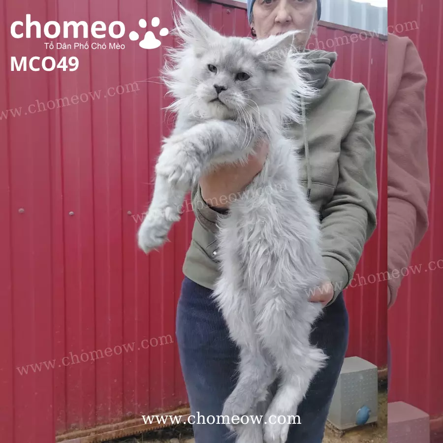 Mèo Maine Coon As11 Đực MCO49 (4)