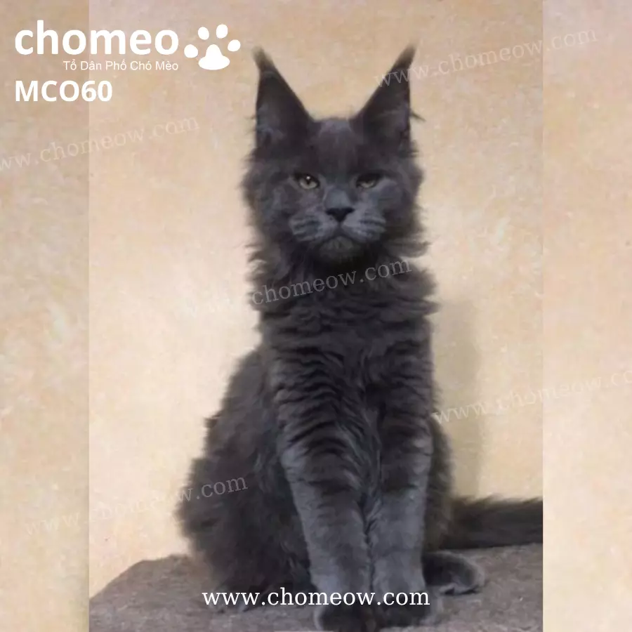 Mèo Maine Coon Blue Đực MCO60 (3)