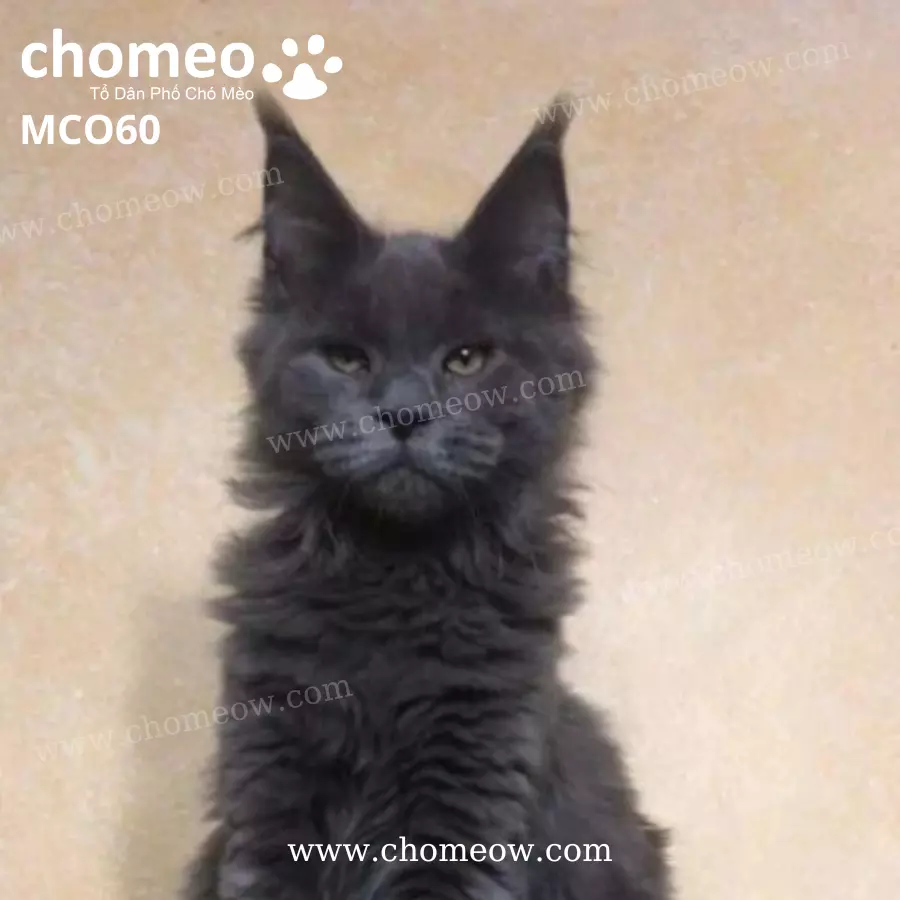 Mèo Maine Coon Blue Đực MCO60 (4)