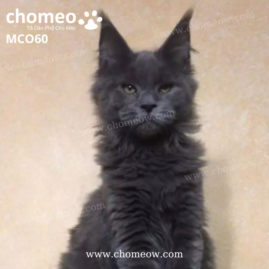 Mèo Maine Coon Blue Đực MCO60