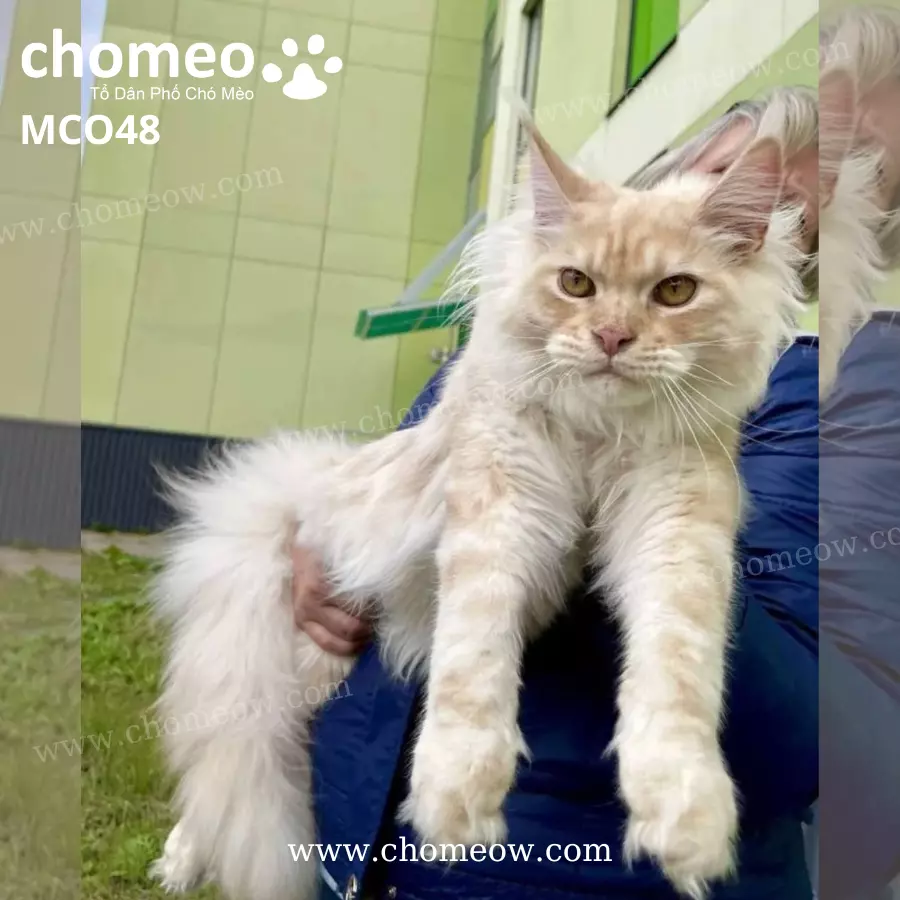 Mèo Maine Coon Ds22 Đực MCO48 (2)