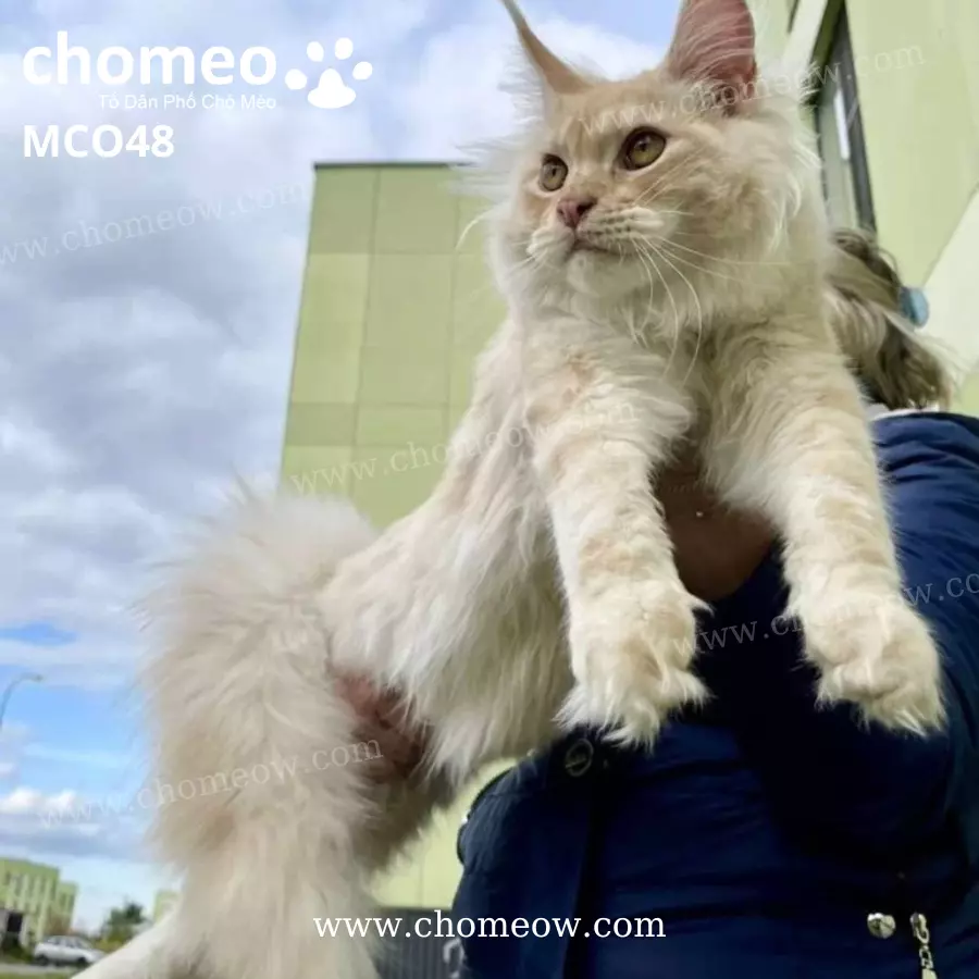 Mèo Maine Coon Ds22 Đực MCO48 (5)