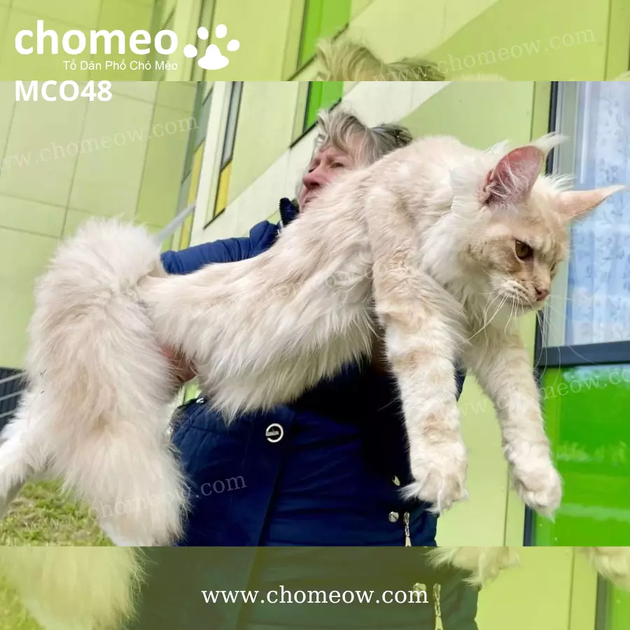 Mèo Maine Coon Ds22 Đực MCO48 (7)