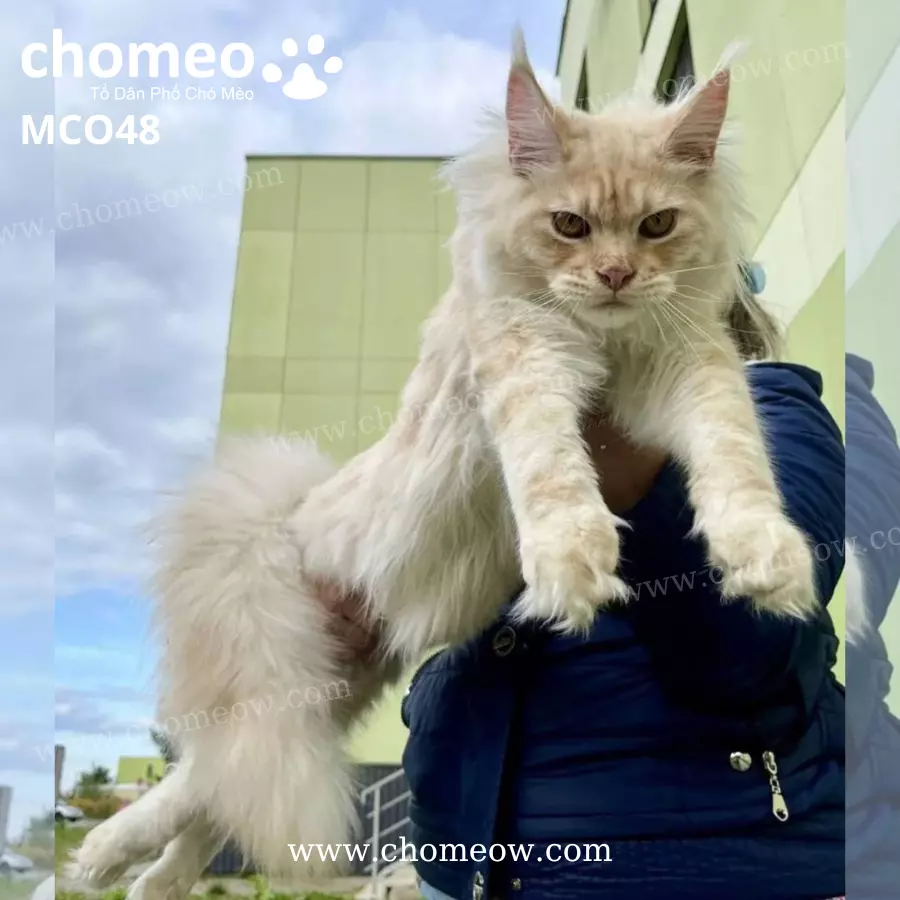 Mèo Maine Coon Ds22 Đực MCO48