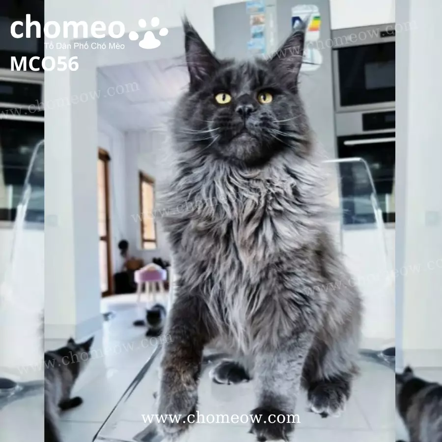 Mèo Maine Coon Khói Xanh Đực MCO56