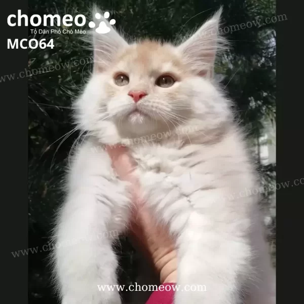 Mèo Maine Coon Màu Cream Cái MCO64