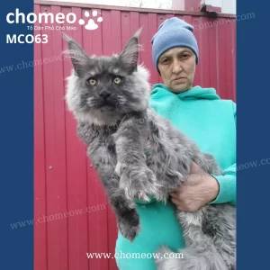 Mèo Maine Coon Màu Khói Đực MCO63