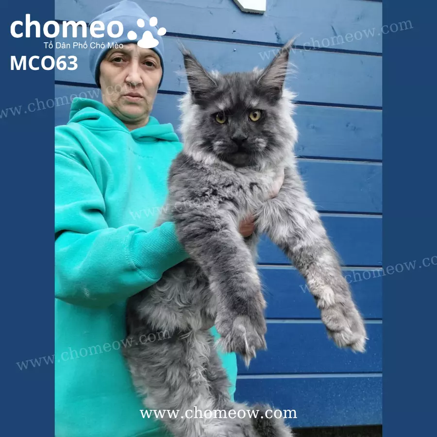 Mèo Maine Coon Màu Khói Đực MCO63 (3)