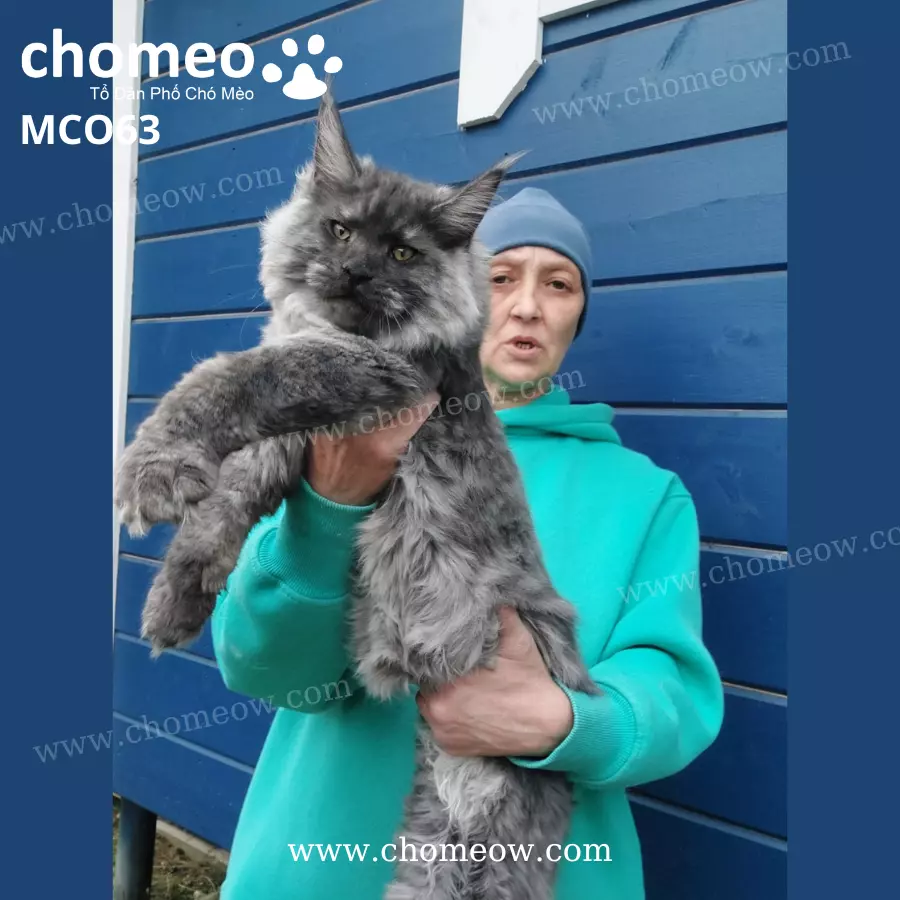 Mèo Maine Coon Màu Khói Đực MCO63 (5)