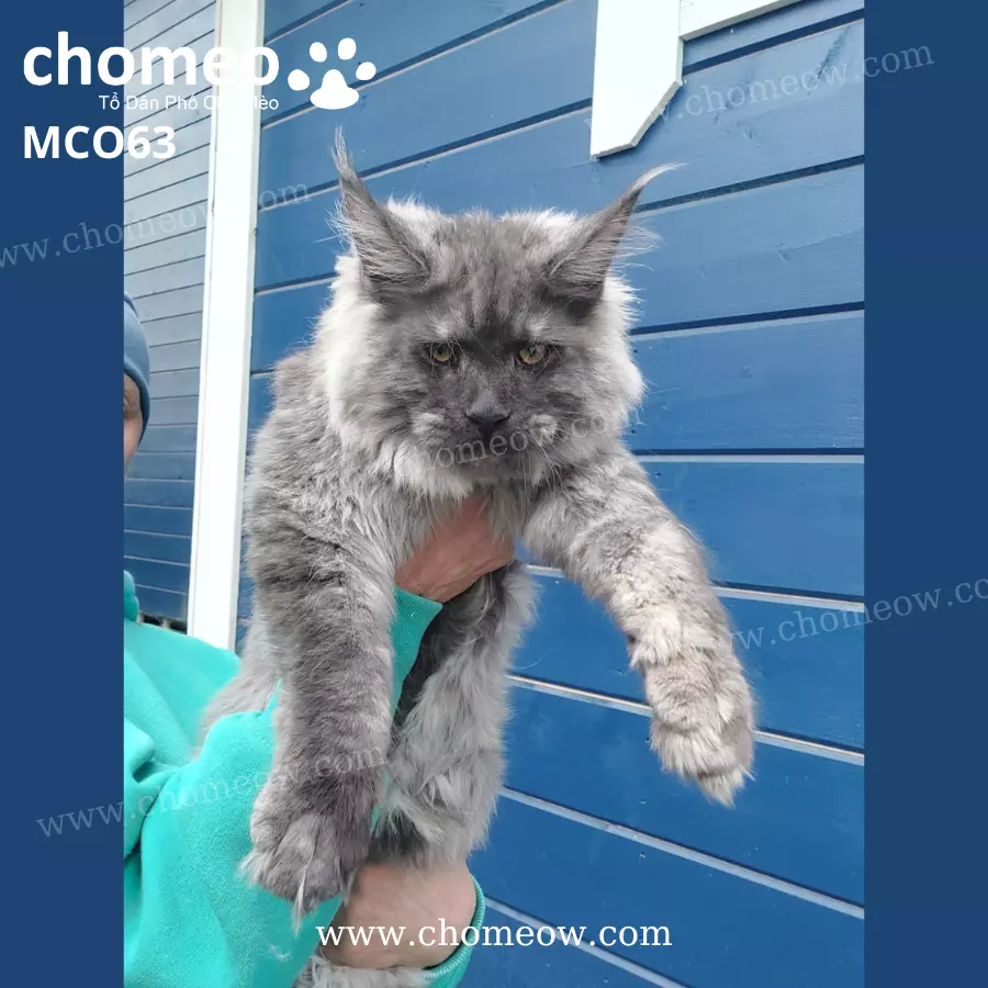 Mèo Maine Coon Màu Khói Đực MCO63